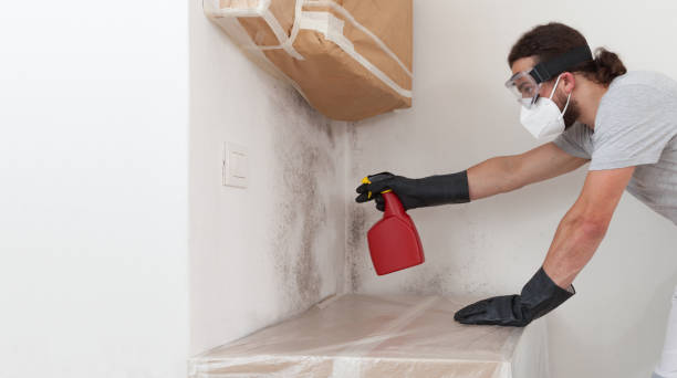 Professional Attic Mold Removal technician working in Cedar Springs, MI
