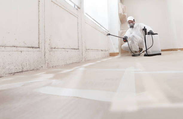 24/7 Emergency Attic Mold Removal experts in Cedar Springs, MI