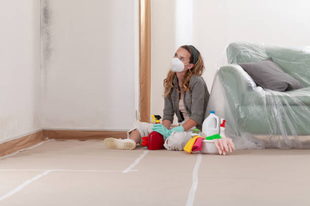 Reliable Basement Mold Removal contractor in Cedar Springs, MI by Cheap Mold Removal