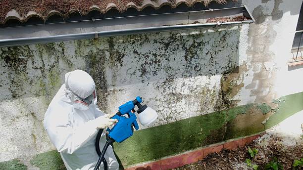Trusted Mold Testing service in Cedar Springs, MI - Cheap Mold Removal